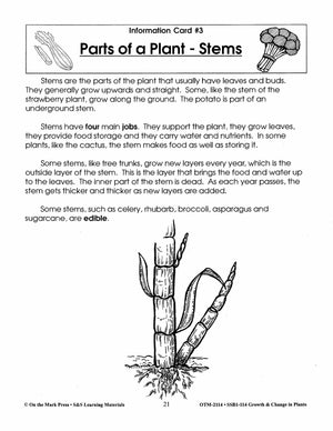 Parts of a Plant - Stems Lesson Grades 2-3