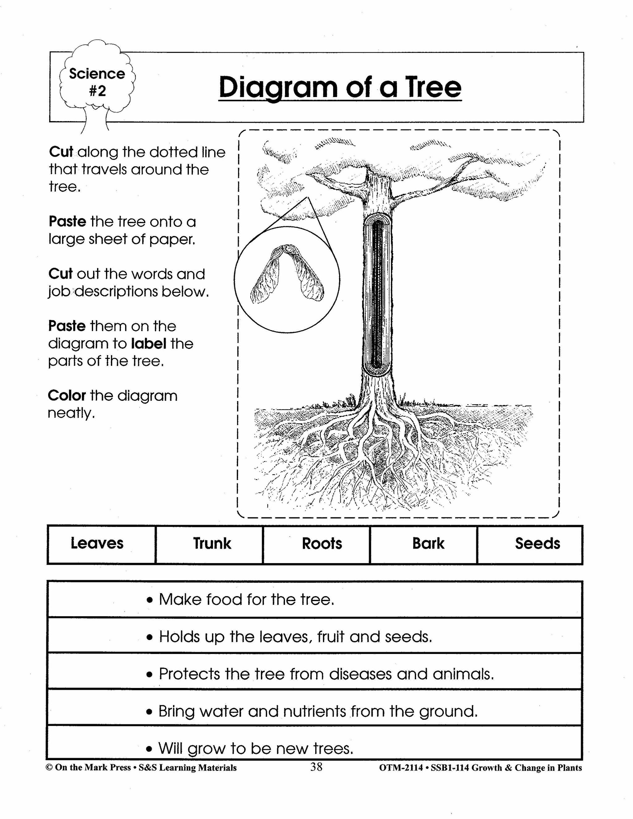 Tree Lesson Diagram of a Tree Plant Lesson Grades 2-3