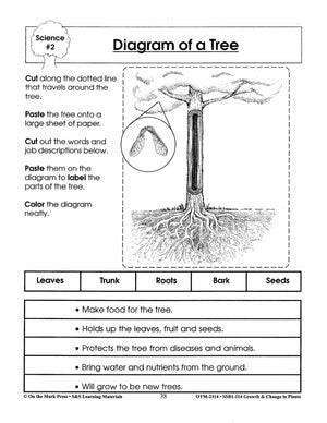 Diagram of a Tree Plant Lesson Grades 2-3