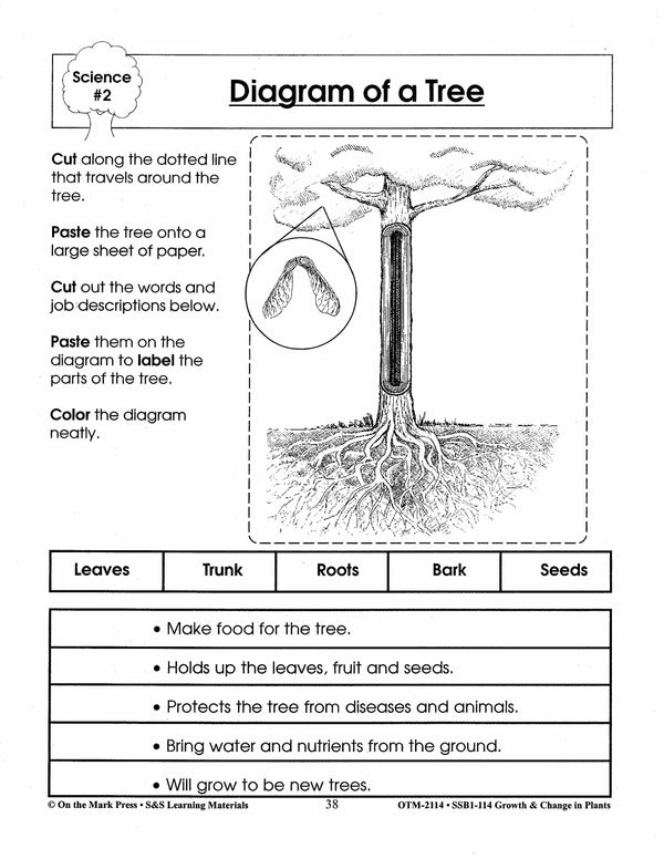 Diagram of a Tree Plant Lesson Grades 2-3