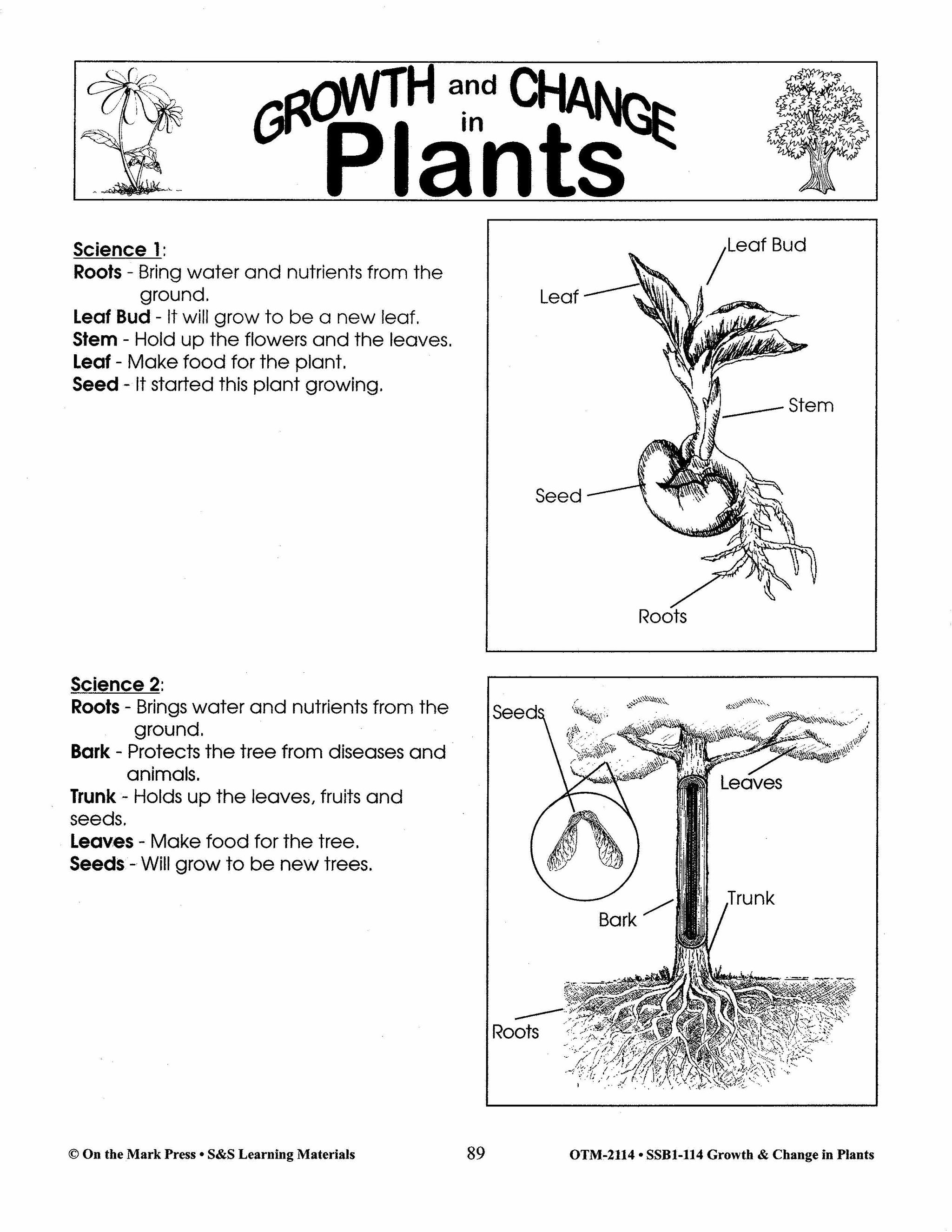 Tree Lesson Diagram of a Tree Plant Lesson Grades 2-3