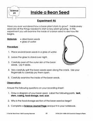 Inside a Bean Seed Experiment Grades 2-3