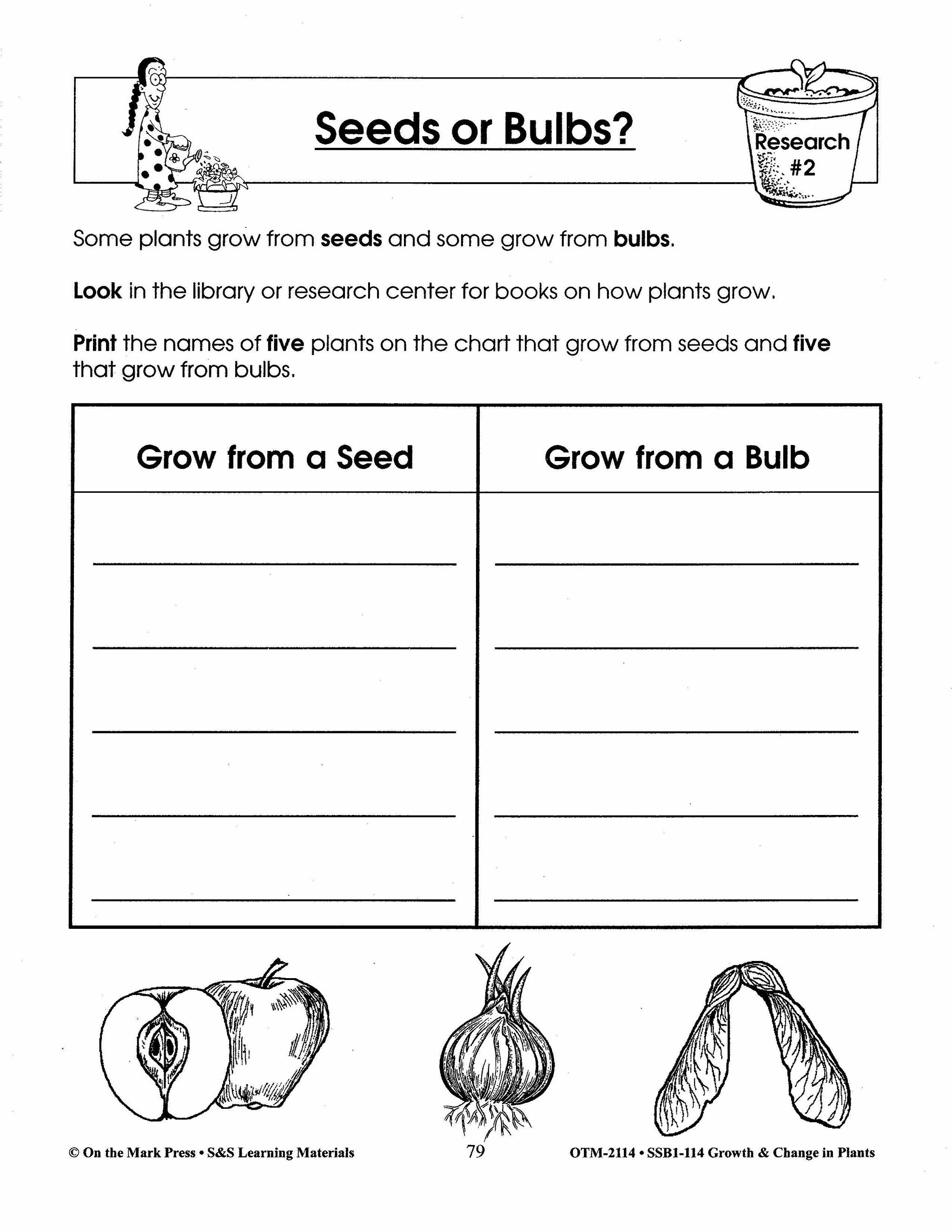 planting seeds vs bulbs Seeds or Bulbs? Lesson Grades 2-3