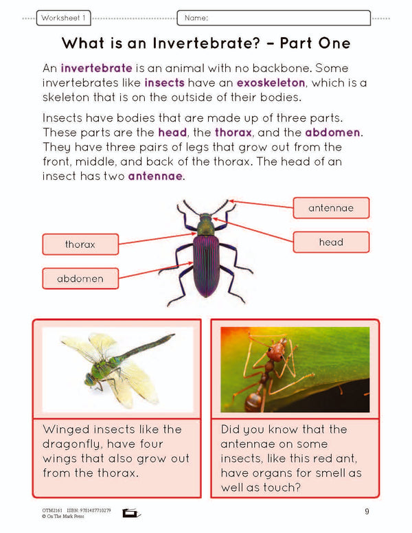 Invertebrates e-Lesson Plan Grade 2