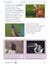 Birds Lesson and Worksheets Gr 2 - Physical Characteristics; Flight; Behavior