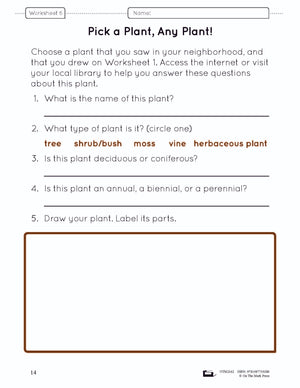 Plants Lesson Plan Grade 3