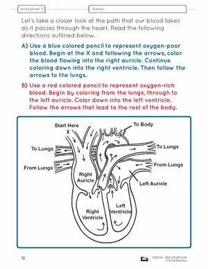 Systems in the Body e-Lesson Plan Grade 5