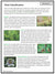 The Plant Kingdom Grade 6 Lesson and Experiments