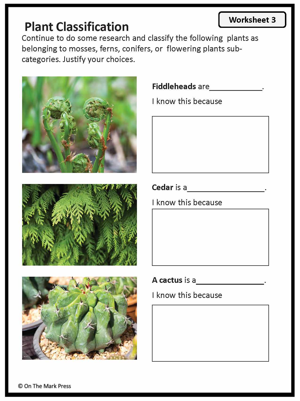 Plant Classification Worksheet