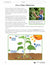 Roles in the Natural World e-lesson Plan Grade 7 (ecosystem)