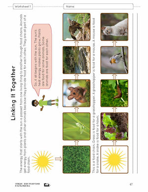 Food Chains & Webs Lesson Plan and Worksheets Grade 7
