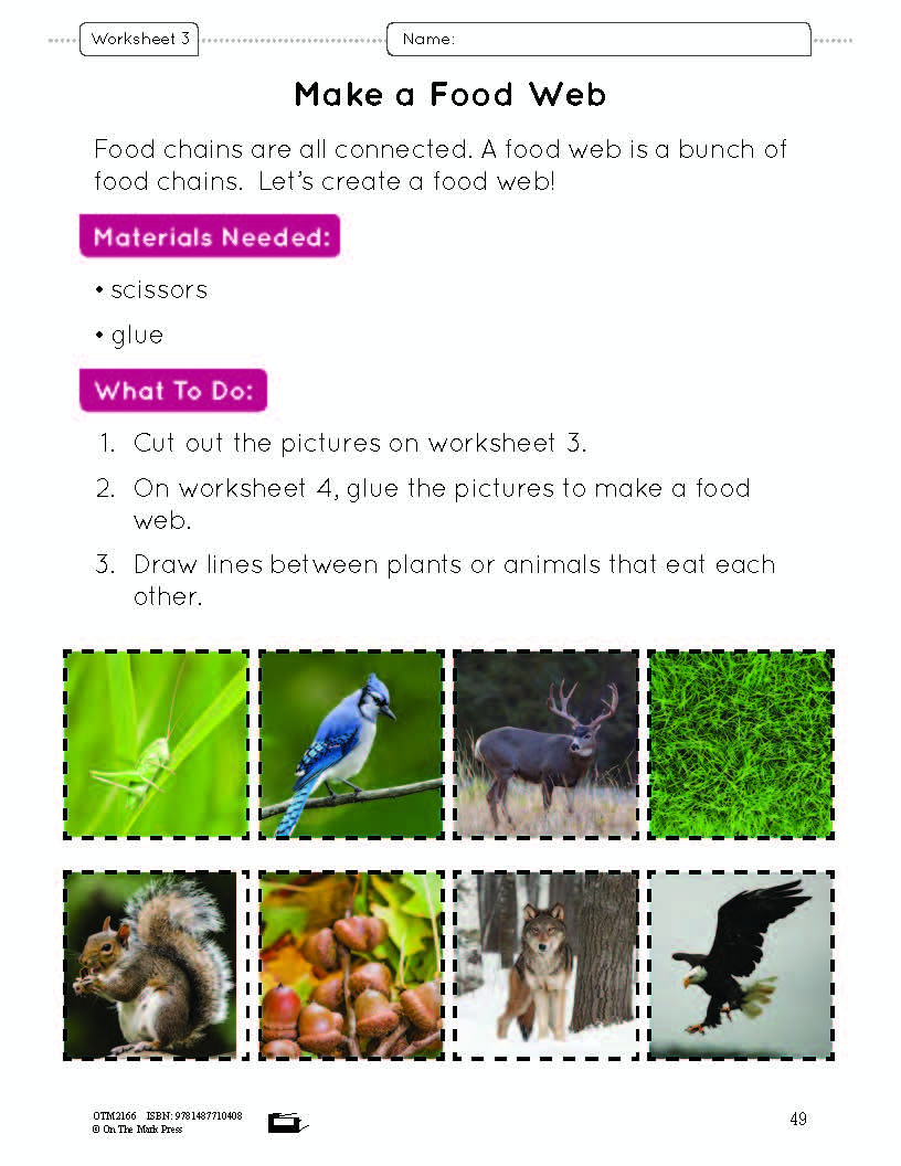 Food Chains & Webs Lesson Plan and Worksheets Grade 7
