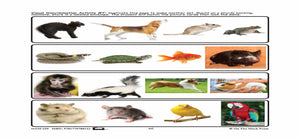 Pets - 10 Visual Discrimination, 4 Sequencing & 1 Rhyming Activity Prek-K