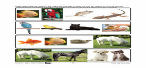 Pets - 10 Visual Discrimination, 4 Sequencing & 1 Rhyming Activity Prek-K