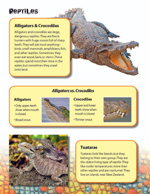 Reptiles Activities & Fast Fact Reading Folder Grades 3+