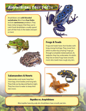 Reptiles Activities & Fast Fact Reading Folder Grades 3+