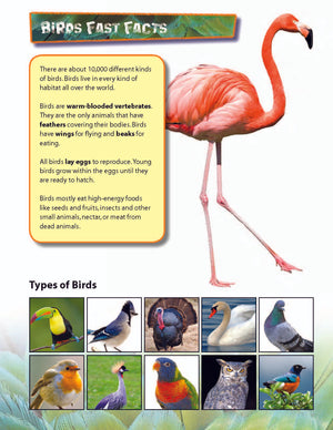 Birds Activities & Fast Fact Reading Folder Grades 3+