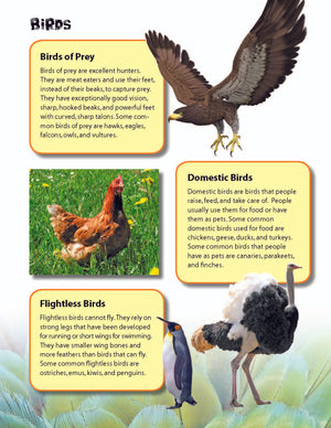 Birds Activities & Fast Fact Reading Folder Grades 3+