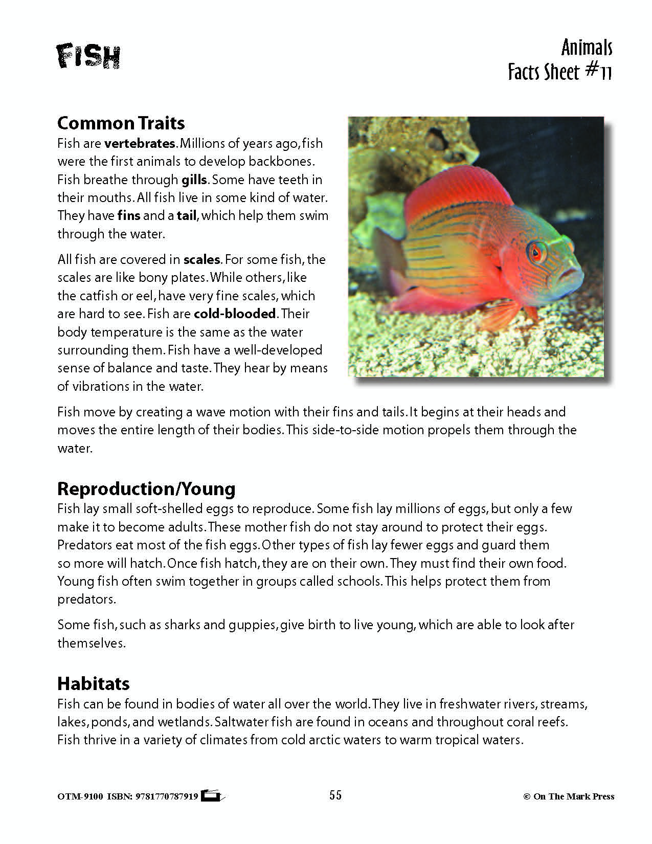 Fast Facts Folder Fish Activities & Fast Fact Reading Folder Grades 3+