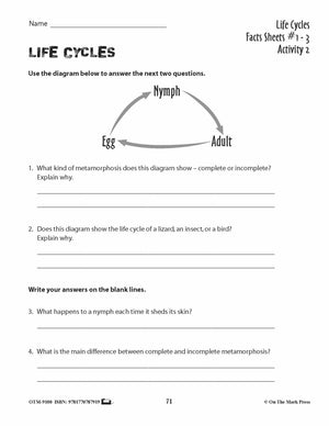 Life Cycles Activities Grades 3+