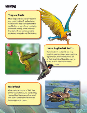Birds & Fish Reading Folder Grades 3+
