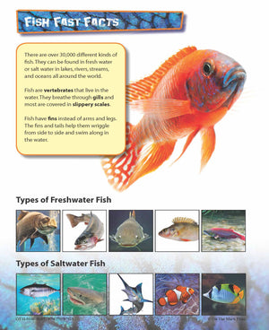 Birds & Fish Reading Folder Grades 3+