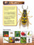 Insects & Spiders Reading Folder Grades 3+