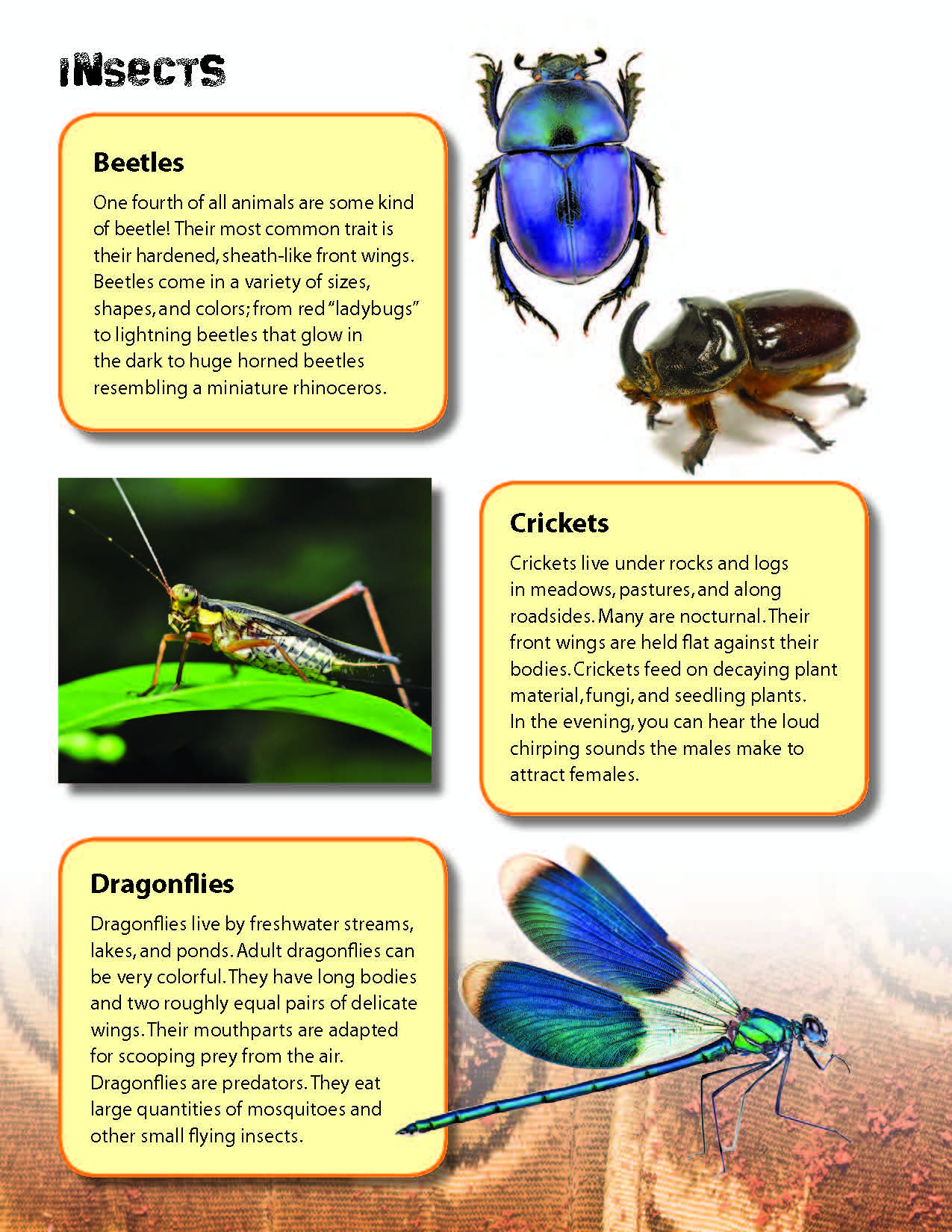 Insect Folder Insects & Spiders Reading Folder Grades 3+