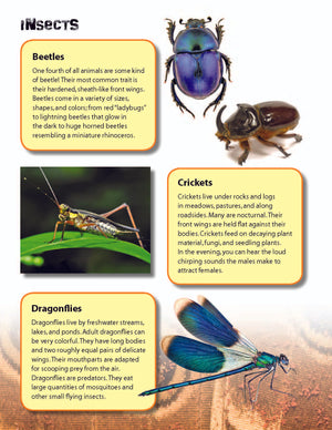 Insects & Spiders Reading Folder Grades 3+