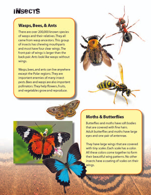 Insects & Spiders Reading Folder Grades 3+