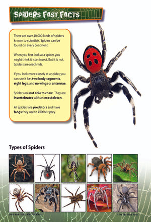 Insects & Spiders Reading Folder Grades 3+