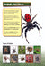 Insects & Spiders Reading Folder Grades 3+