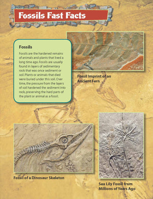 Fossils Fast Fact Reading Folder Grades 4+