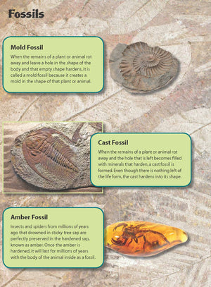 Fossils Fast Fact Reading Folder Grades 4+