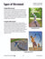 Force & Motion Activity Pages & Mini Poster Grades 4+