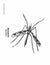 Insects Black & White Picture Collection Grades K-8