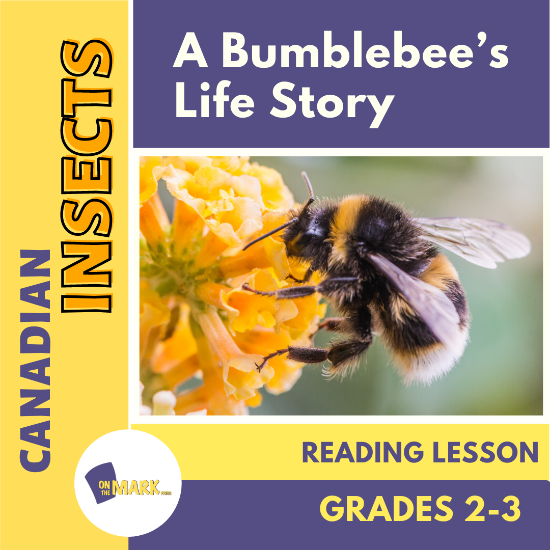 A Bumblebee's Life Story Reading Lesson Grades 2-3