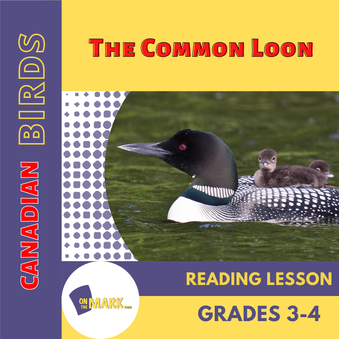 The Common Loon Reading Lesson Grades 3-4