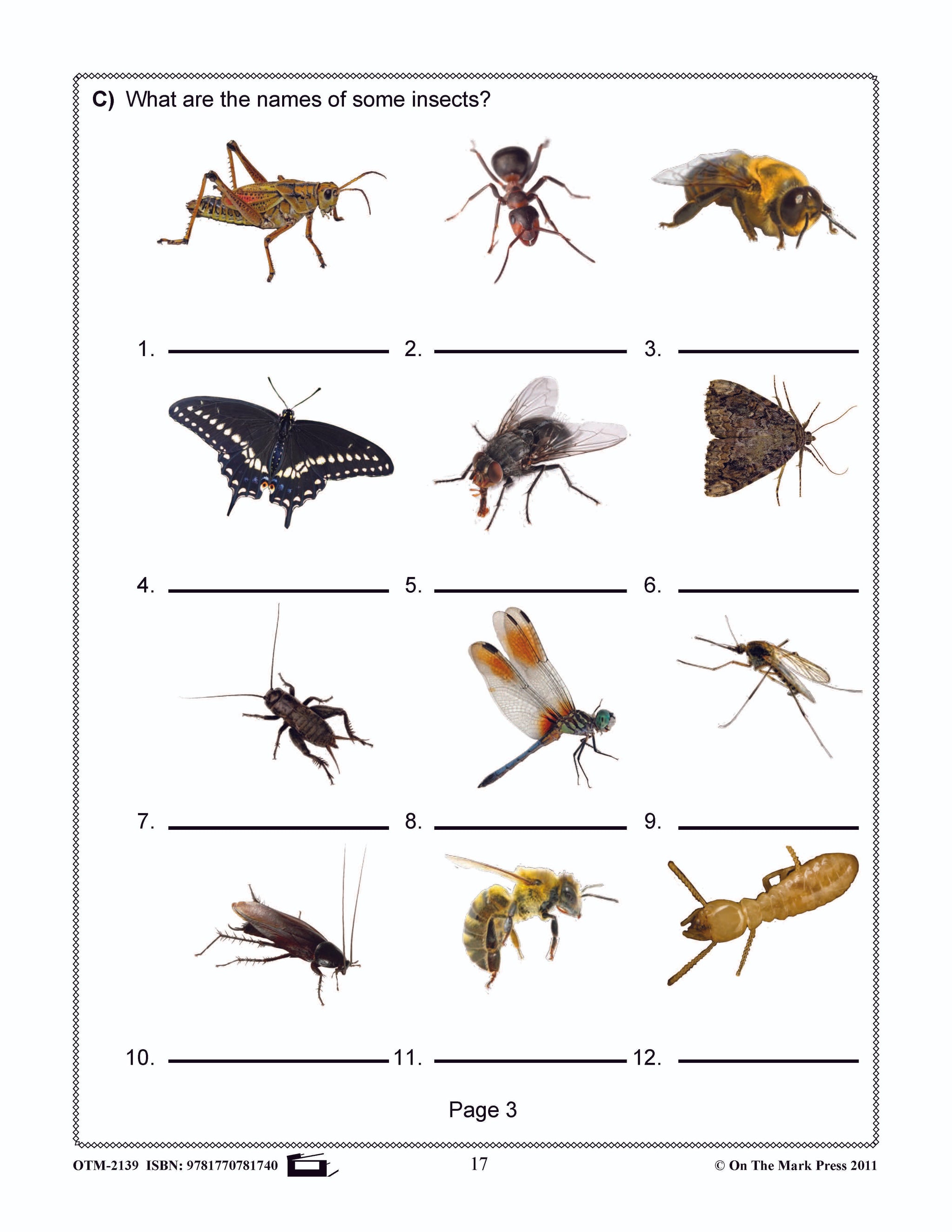 Bugs, Bugs & More Bugs Grades 2-3