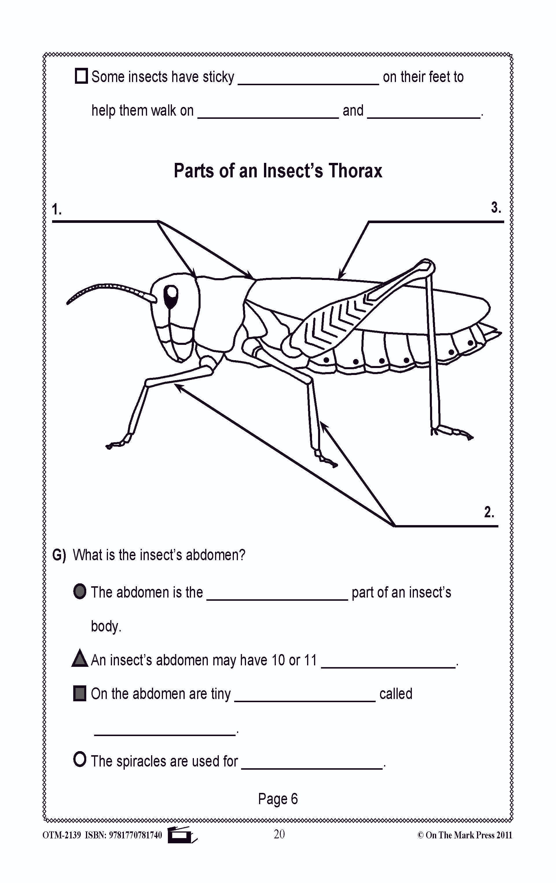 Bugs, Bugs & More Bugs Grades 2-3