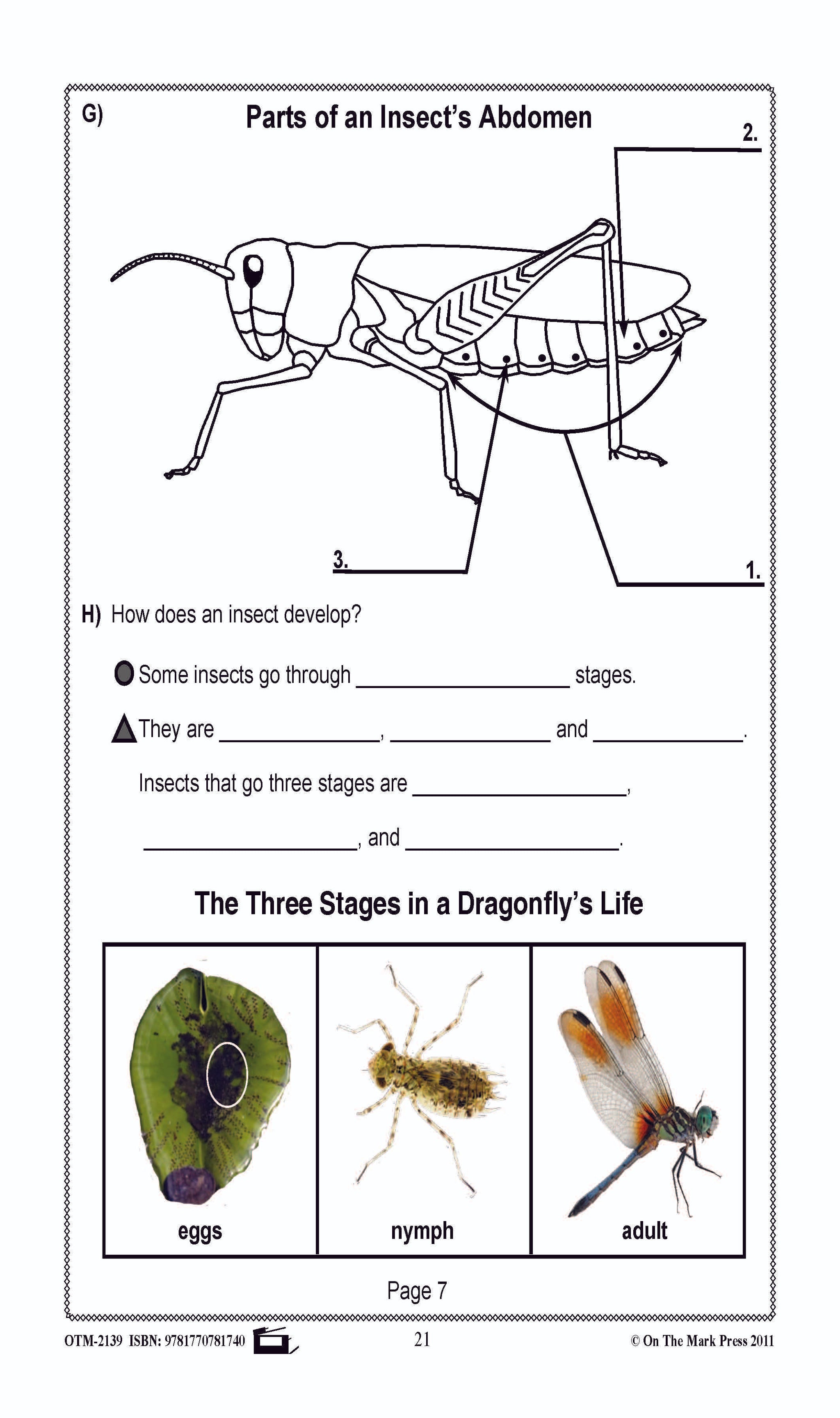 Bugs, Bugs & More Bugs Grades 2-3