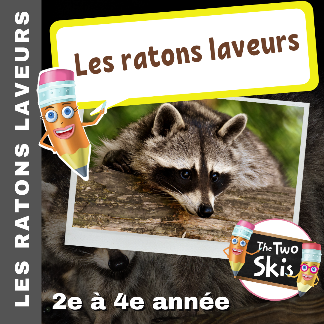 Les ratons laveurs 2e à 4e année