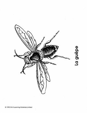 Les Insectes Collection D'images 1e à 8e année