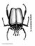Les Insectes Collection D'images 1e à 8e année