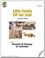 Life Cycle of an Ant Lesson Grades 2-3