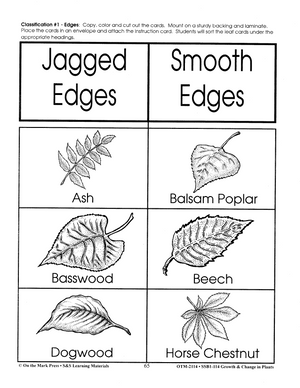 Classifying Leaves Activities Grades 2-3