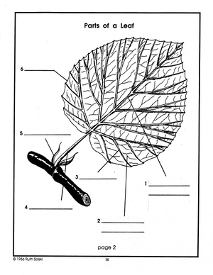 Leaves Grades 2-3