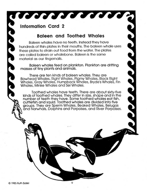 All About Whales Grades 3-4