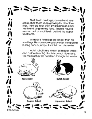 All About Rabbits Grades 3-4