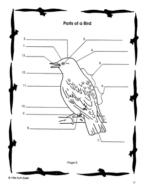 Feathered Friends Grades 4-6